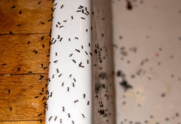 Pest Control Cost in Lochsloy, WA