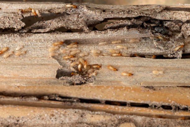 Best Pest Control Near Me  in Lochsloy, WA